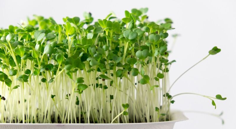 Broccoli Microgreen Nutrition Fact Sheet | Natural Yield Broccoli Microgreen Seeds, Broccoli Seeds