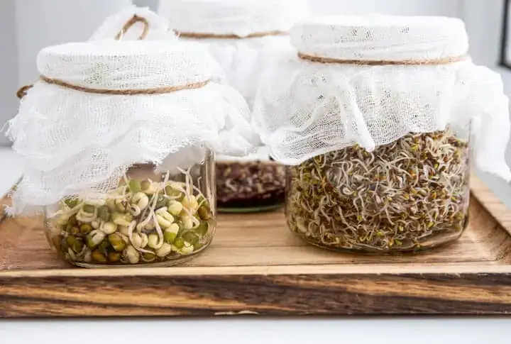sprouting jars,sprout grow kits, sprout seeds, grow your own sprouts, homegrown sprouts, healthy eating, microgreens, Natural Yield, Australia, sprouter kit