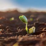 Sprouts Grow Kits