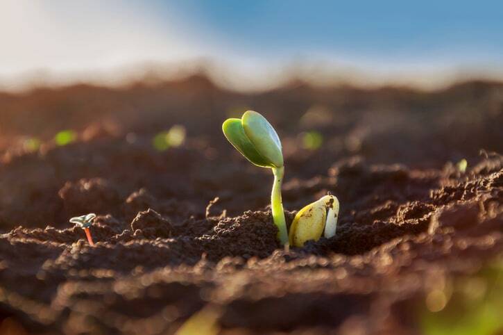 Getting Started With Sprouting: A Beginner'S Guide | Natural Yield Sprouts Grow Kits