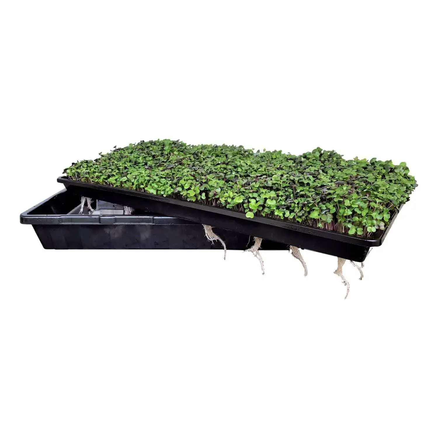Bootstrap Farmer Shallow Extra Strength 1020 Microgreen Trays - Image 3