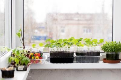 Microgreens