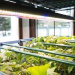Led Grow Lights