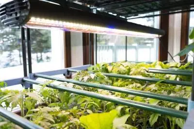Led Grow Lights