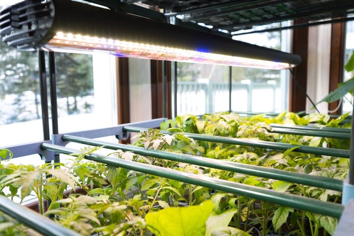 Maximizing Microgreen Growth With LED Grow Lights