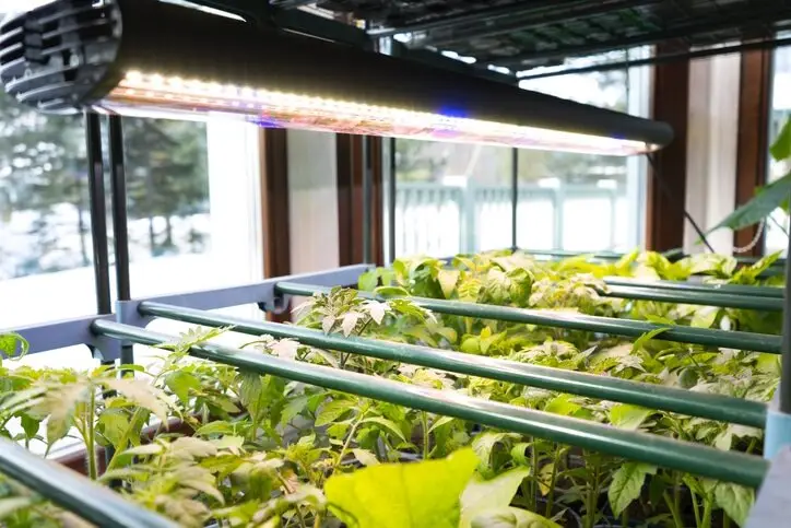 led grow lights