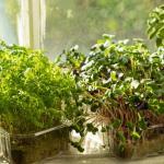 Microgreens