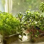 Microgreens