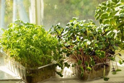 Microgreens