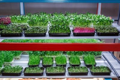 Microgreens
