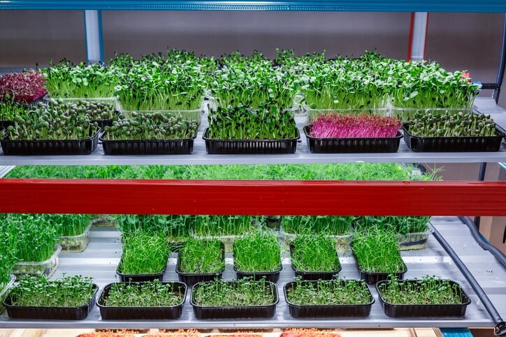 The Significance Of Humidity And Temperature Control In Microgreens Cultivation | Natural Yield Microgreens