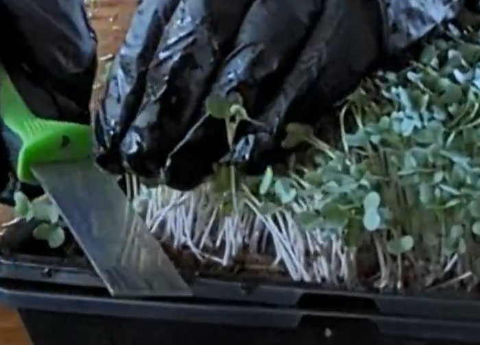 MICROGREEN HARVESTING