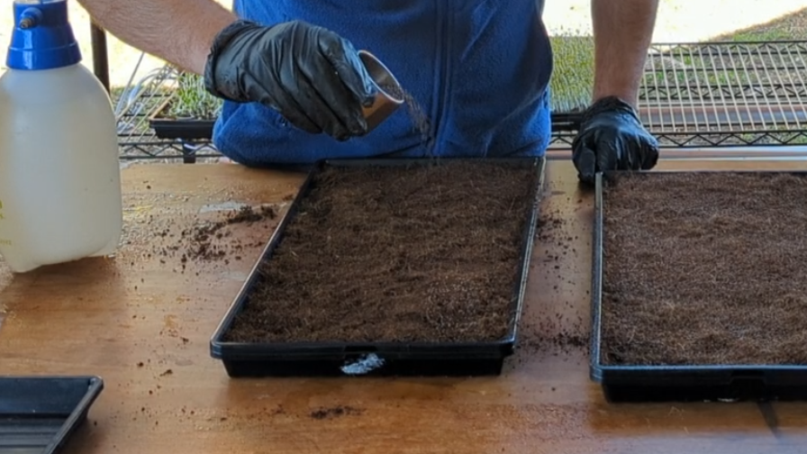 MICROGREEN SOWING SEED