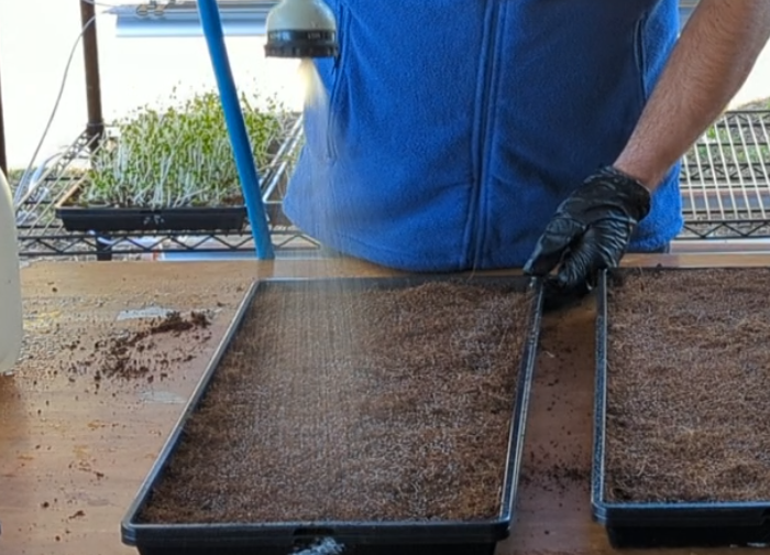 MICROGREEN MISTING