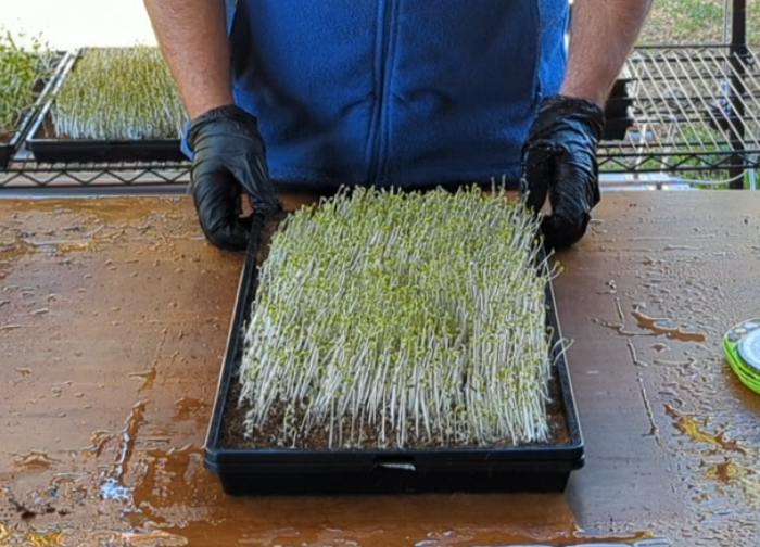 MICROGREEN OUT FROM BLACKOUT