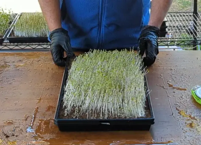 Microgreen Out From Blackout