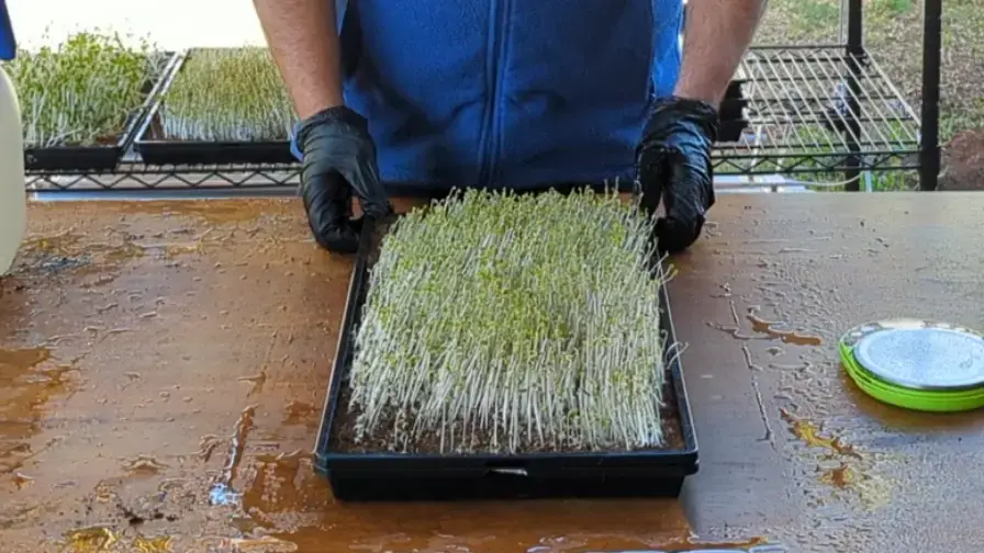 Sowing, Growing And Harvesting Microgreens Demonstration | Natural Yield Microgreen Out From Blackout